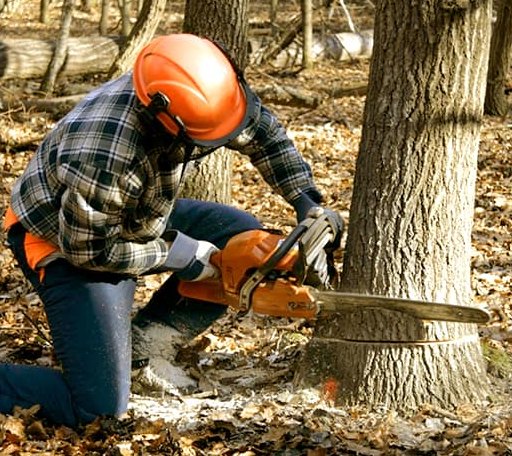 Tree Removal in Wapanucka, OK
